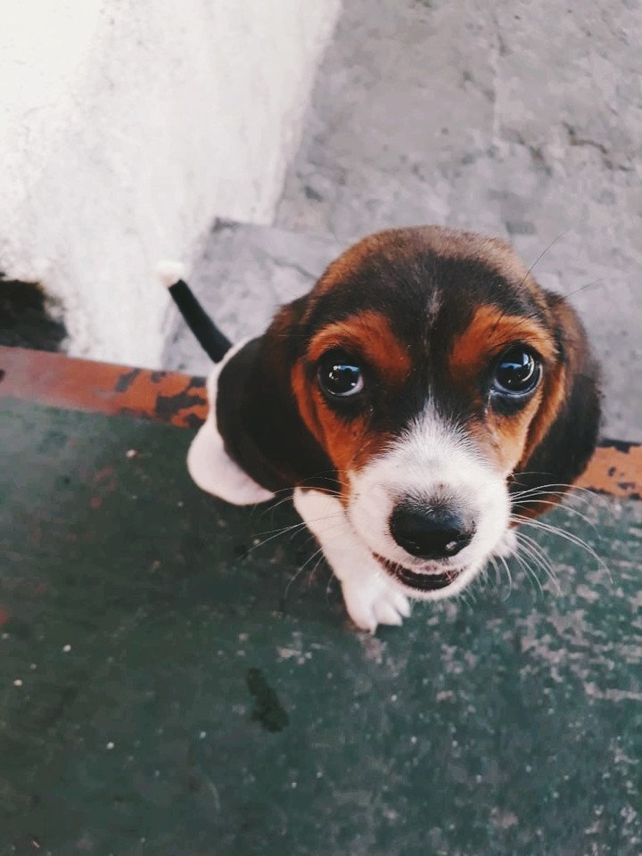 Manchita