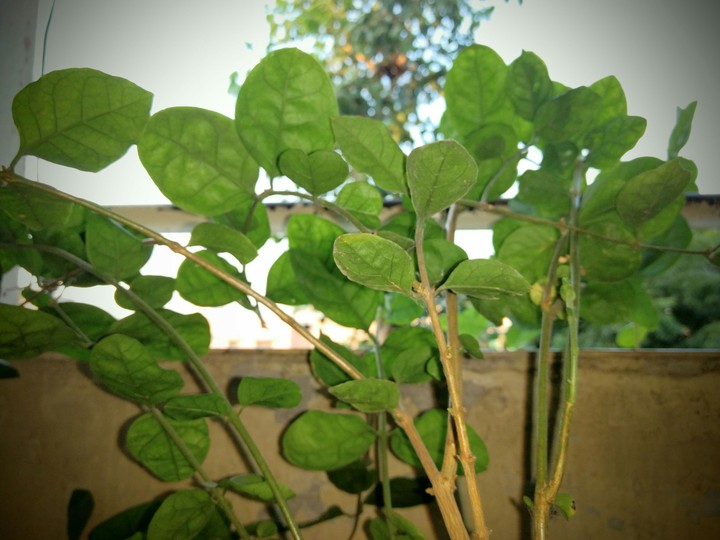 tree