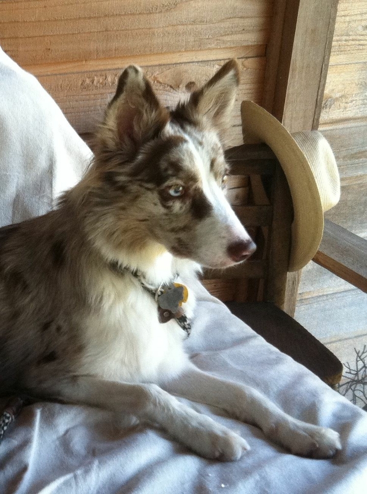 The Border Collie Because There Is No Better Dog