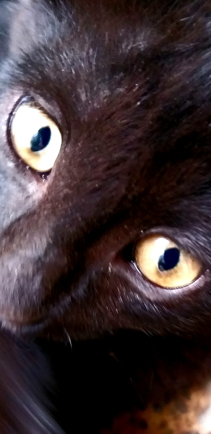 mr pangol my cat