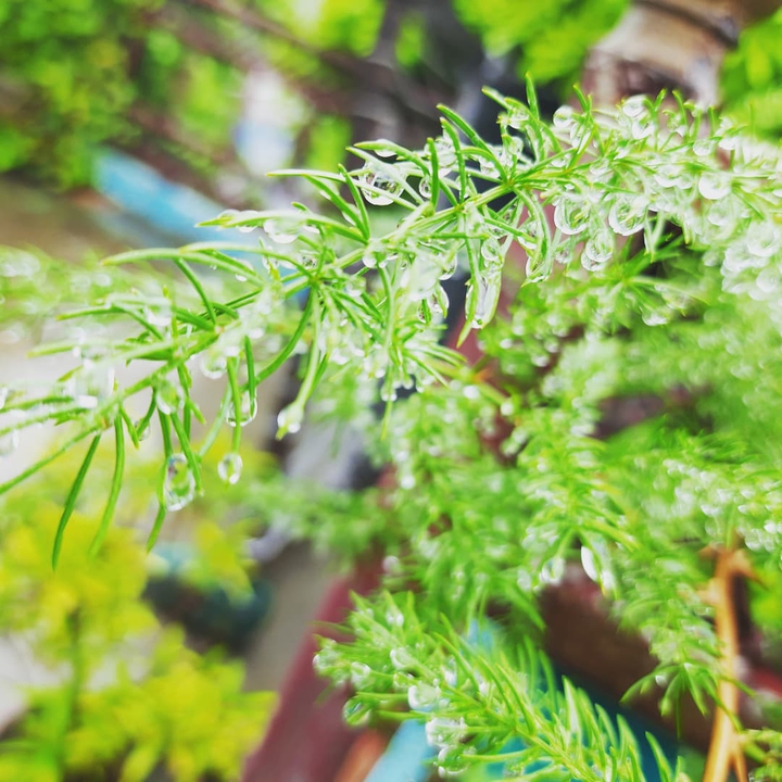 some drops on trees ????