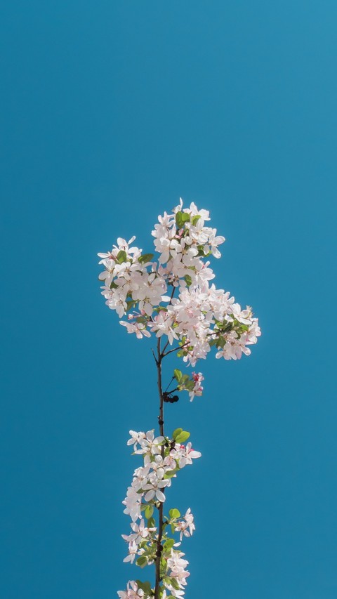 Blue sky
