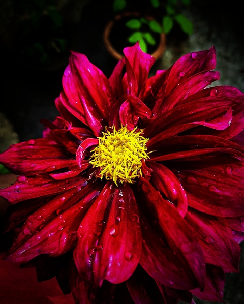 dalia