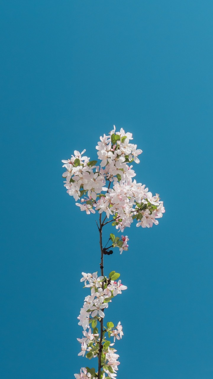 Blue sky