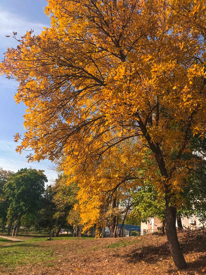 autumn ?