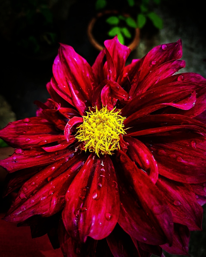 dalia