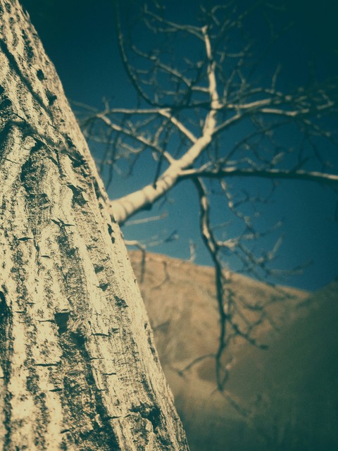tree and sky