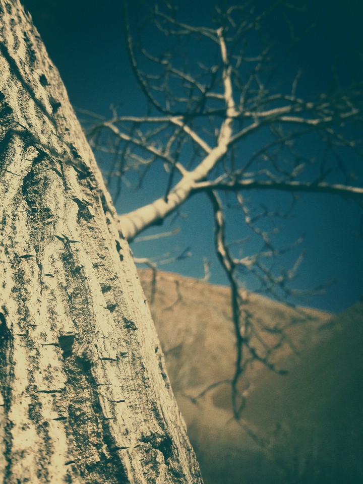 tree and sky