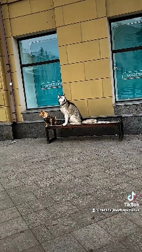 Воспитанные! ? #dog #doglover