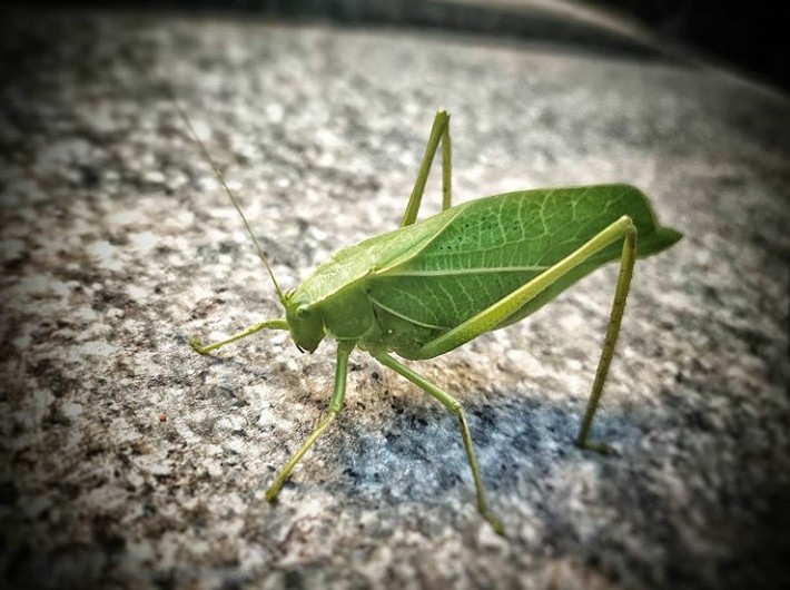 Insects