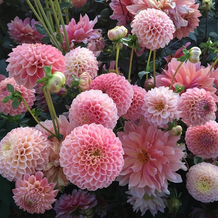 Flowers ^_^