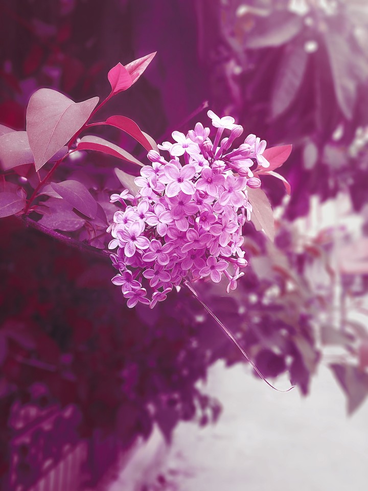 Çiçek / Flower