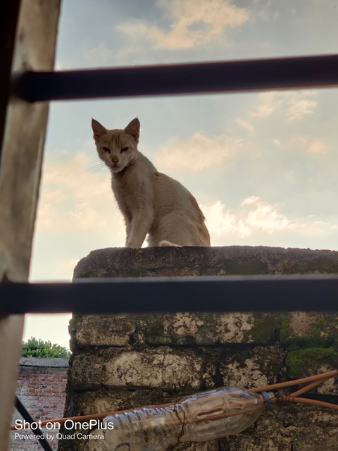 Cat ?