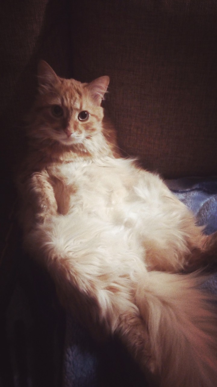 сat so cat