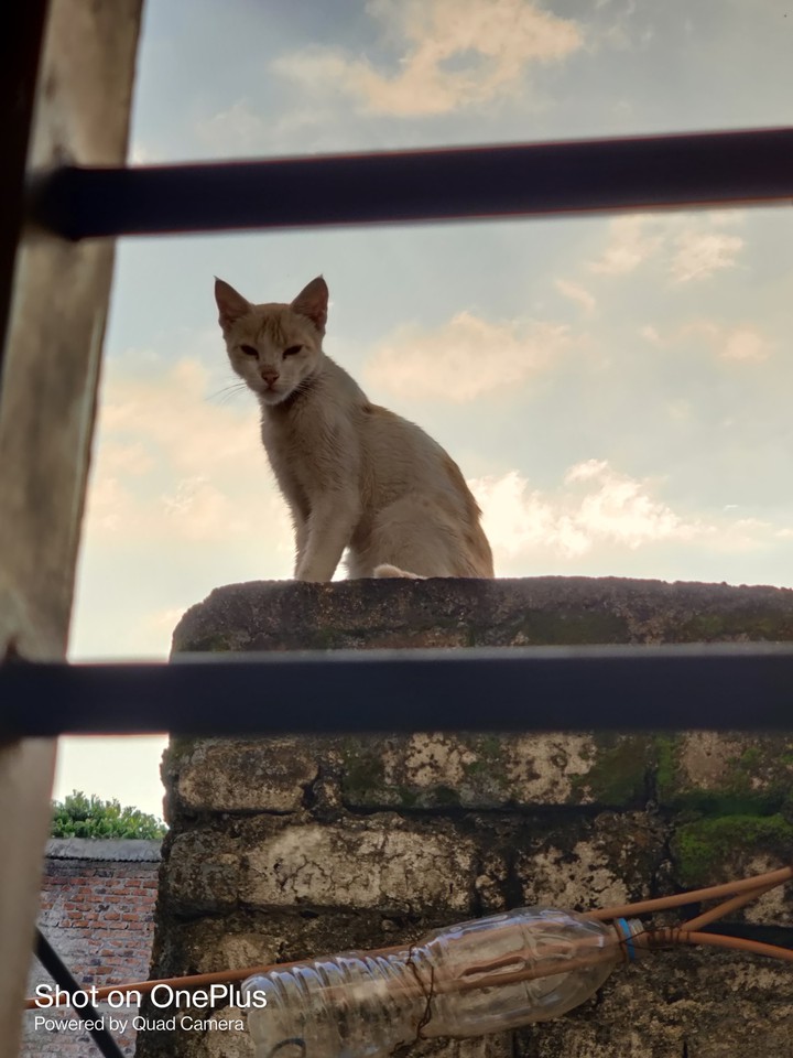Cat ?