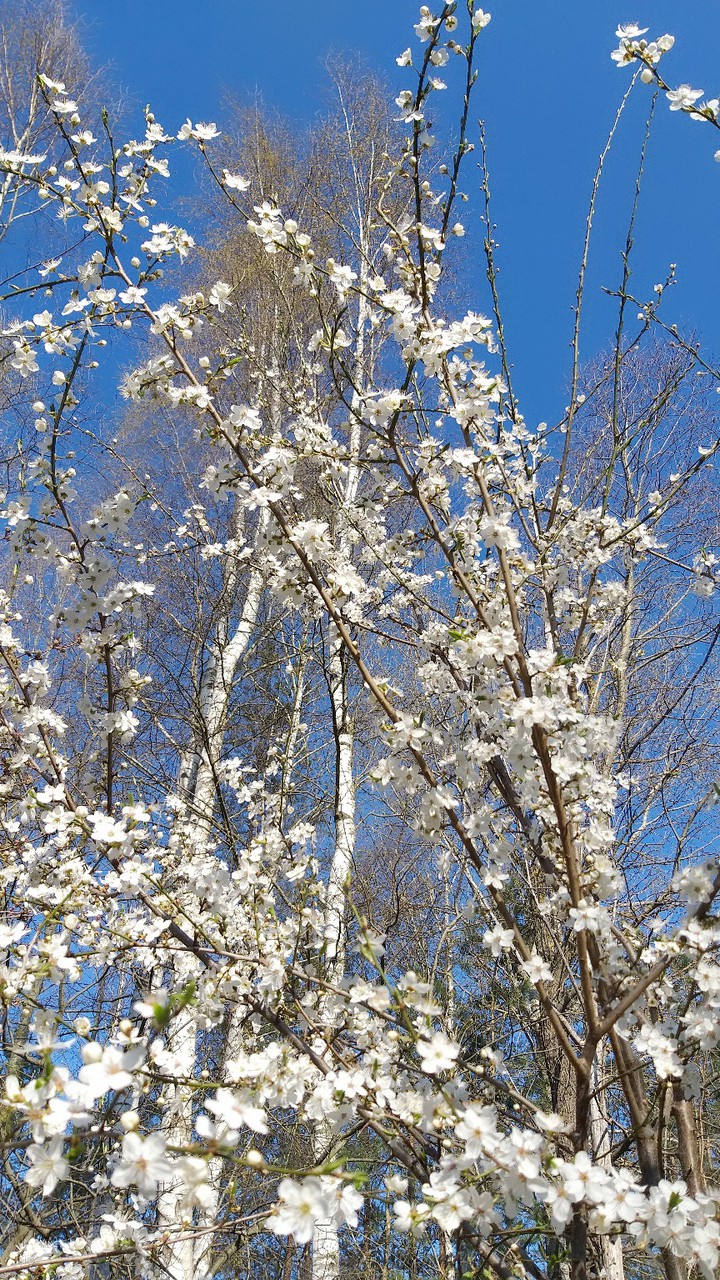 cherry-tree