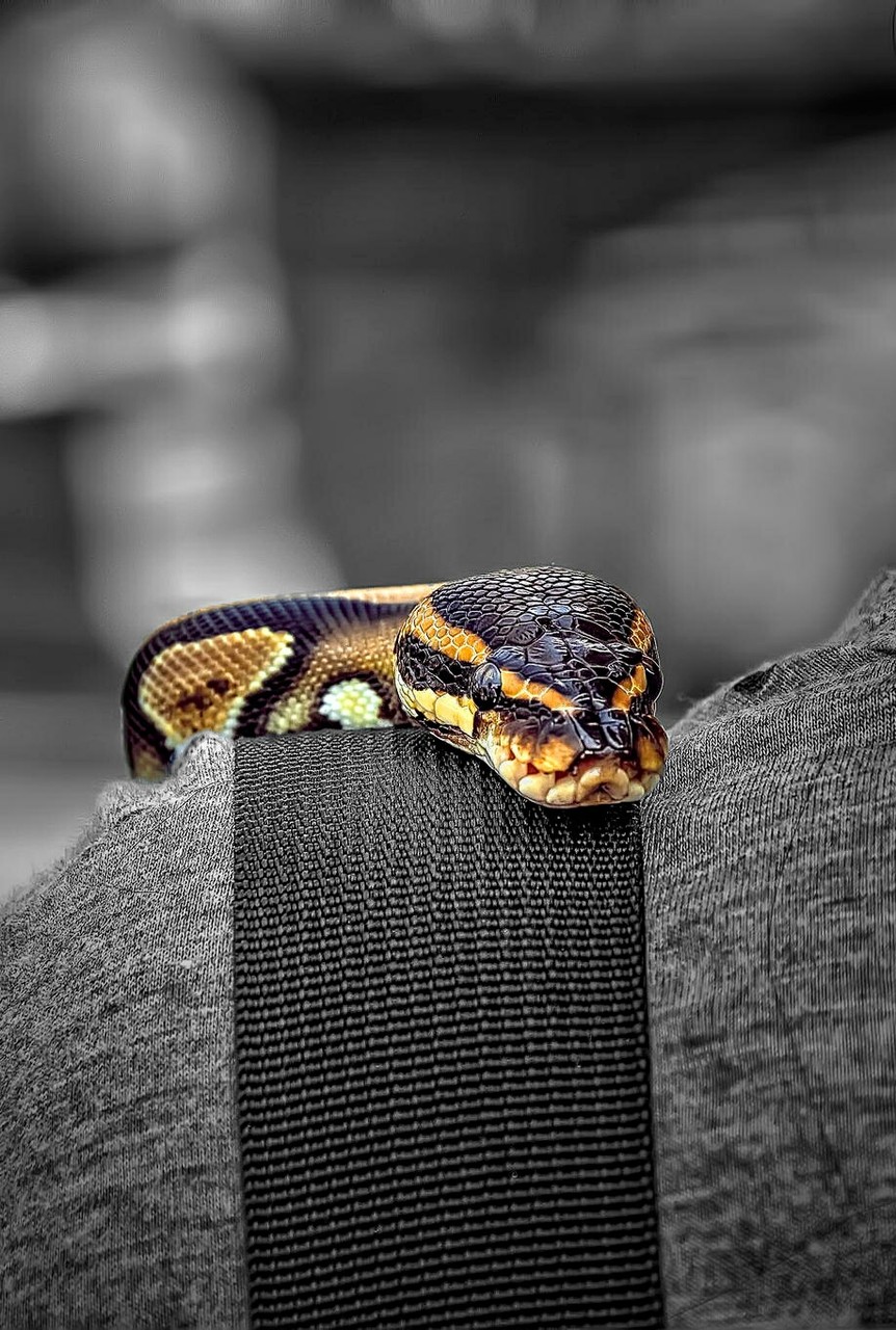 snake & person