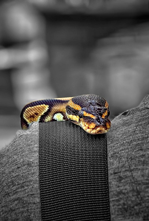 snake & person