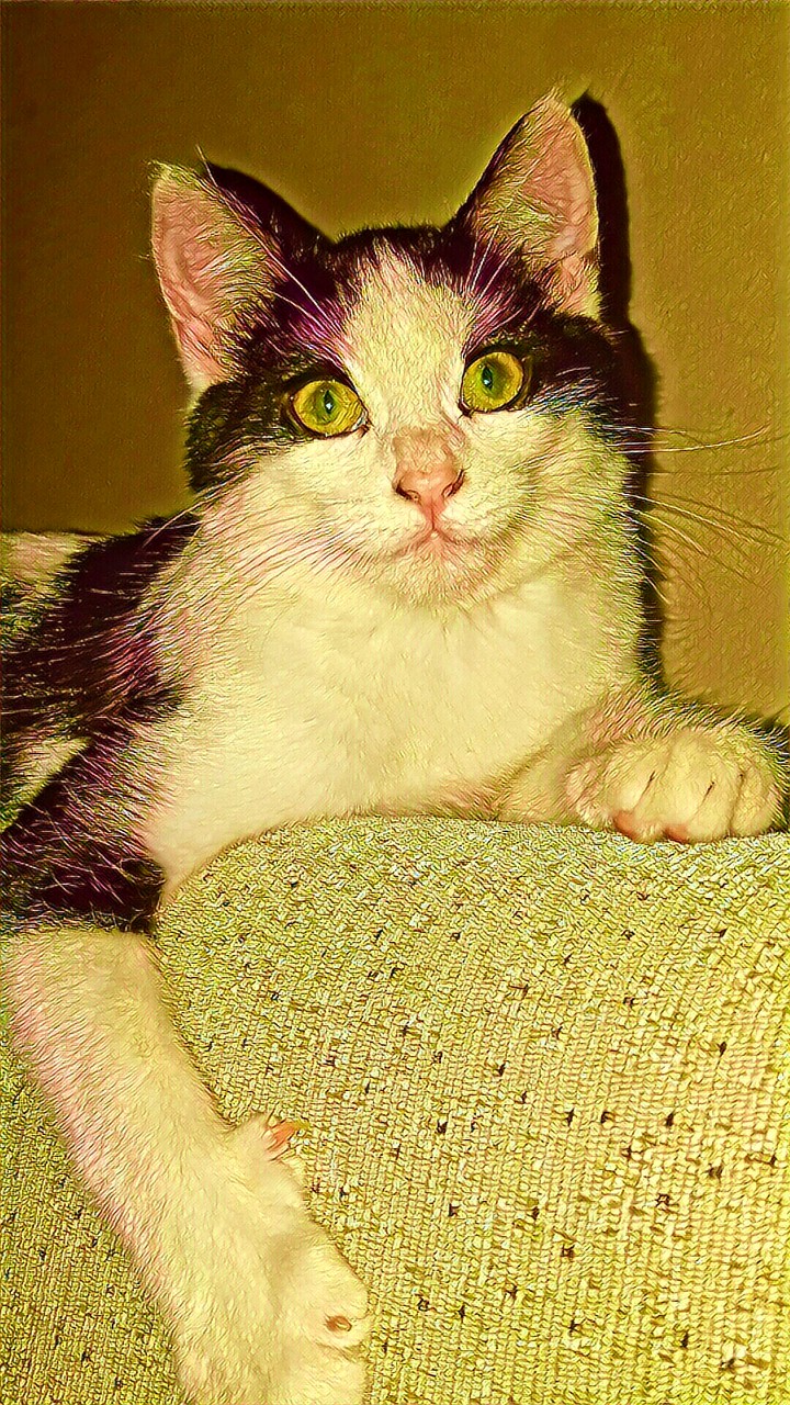 my cat