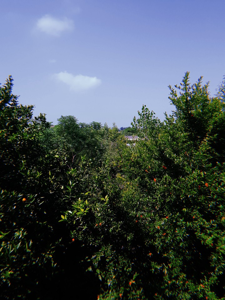 nature