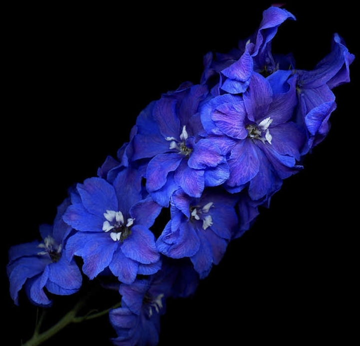 Blue Flower
