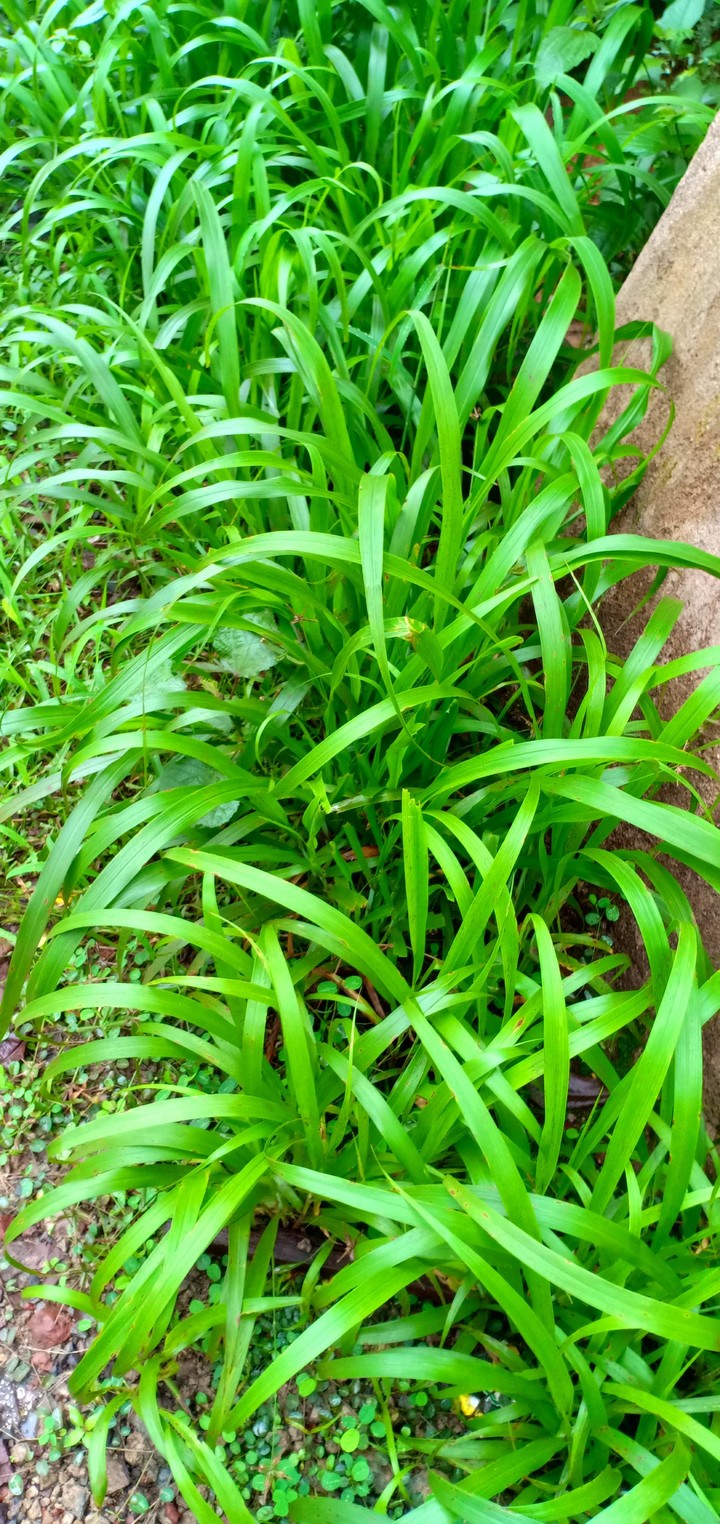 go green
