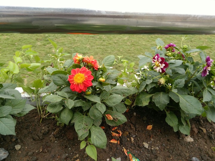 flower