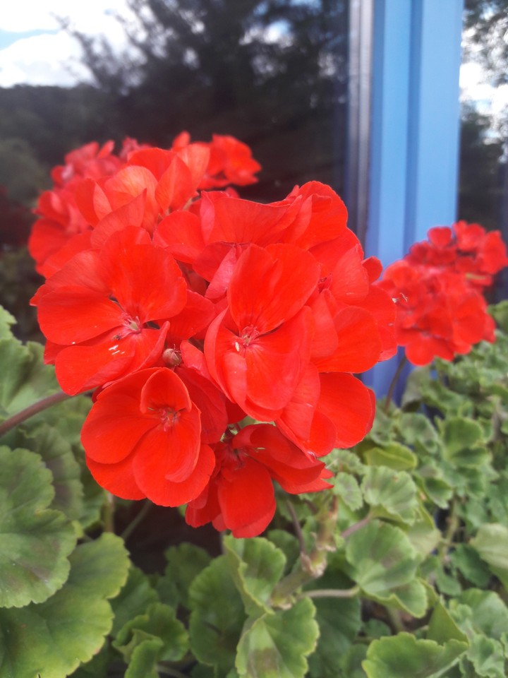 #red #flower #summer