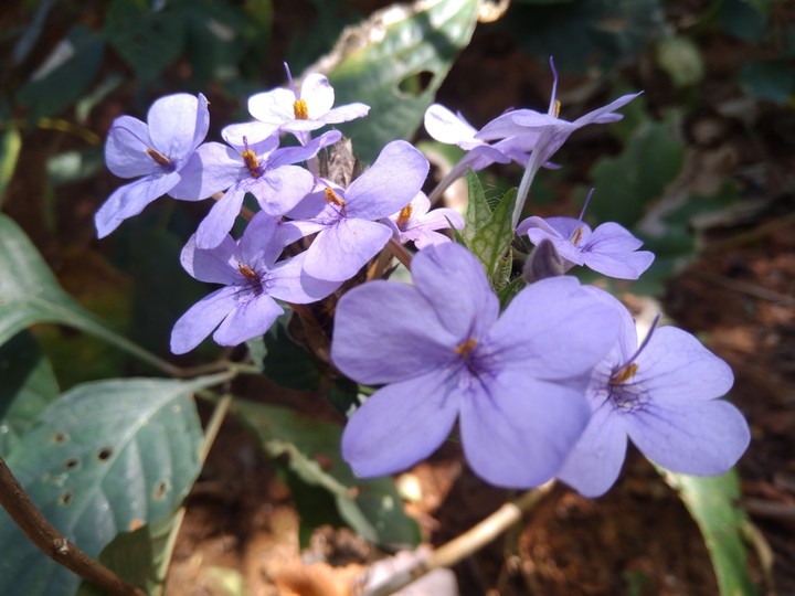 purple flower