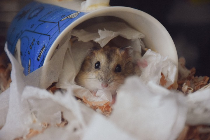 hamster. new pet.?