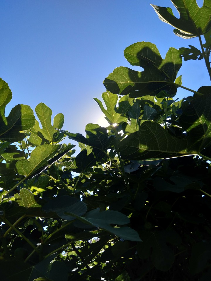 sunlight
