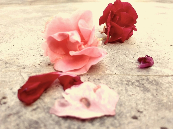 《 fallen petals & flowers 》