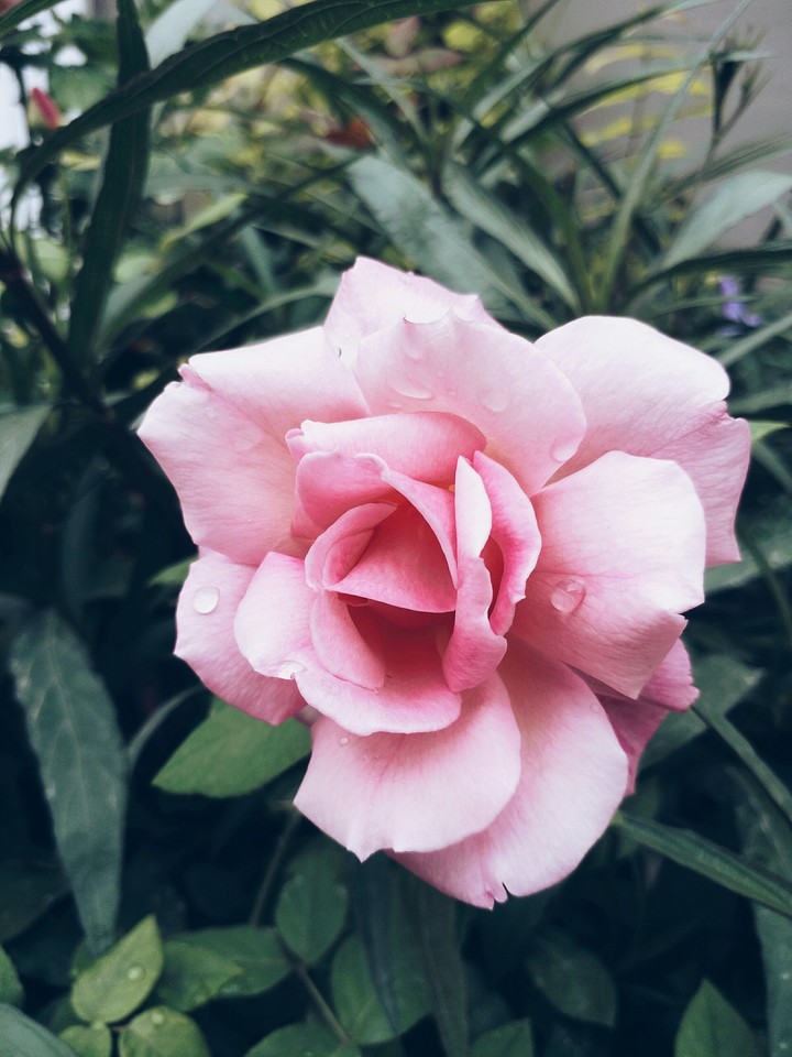 pink flower