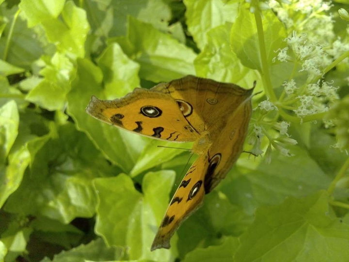 butterfly