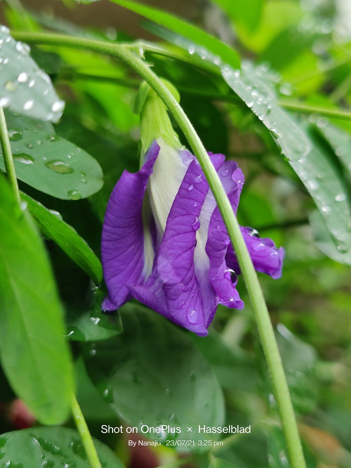 violet