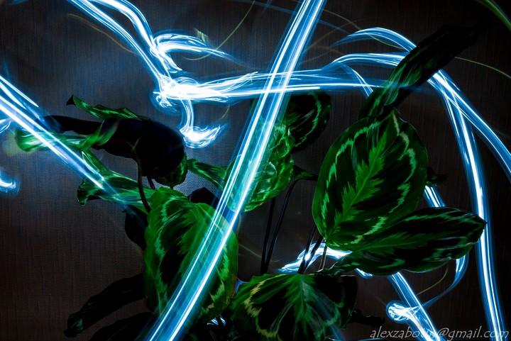 Light flower