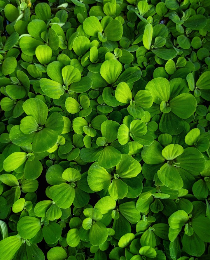 Pistia stratoites