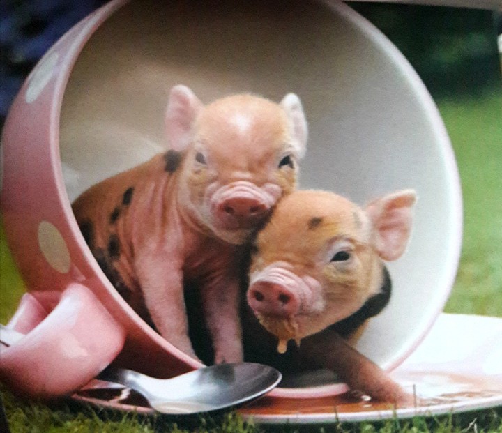so nice piggy