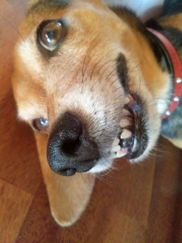 The dog