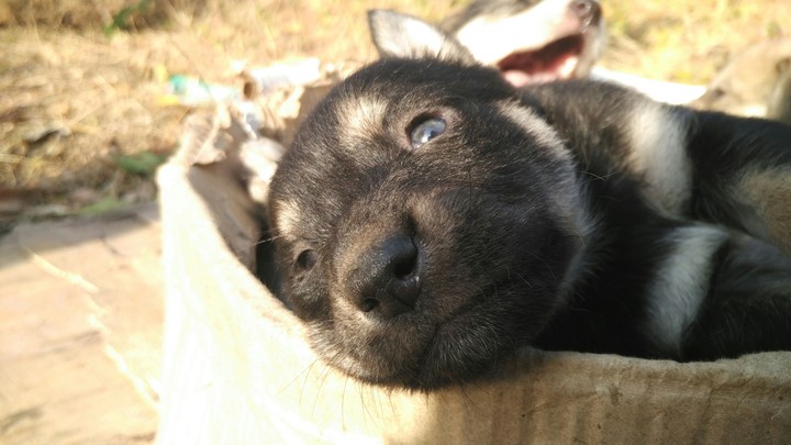 cute puppy