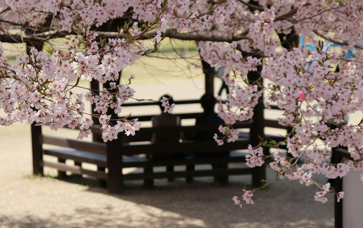 Sakura Flower