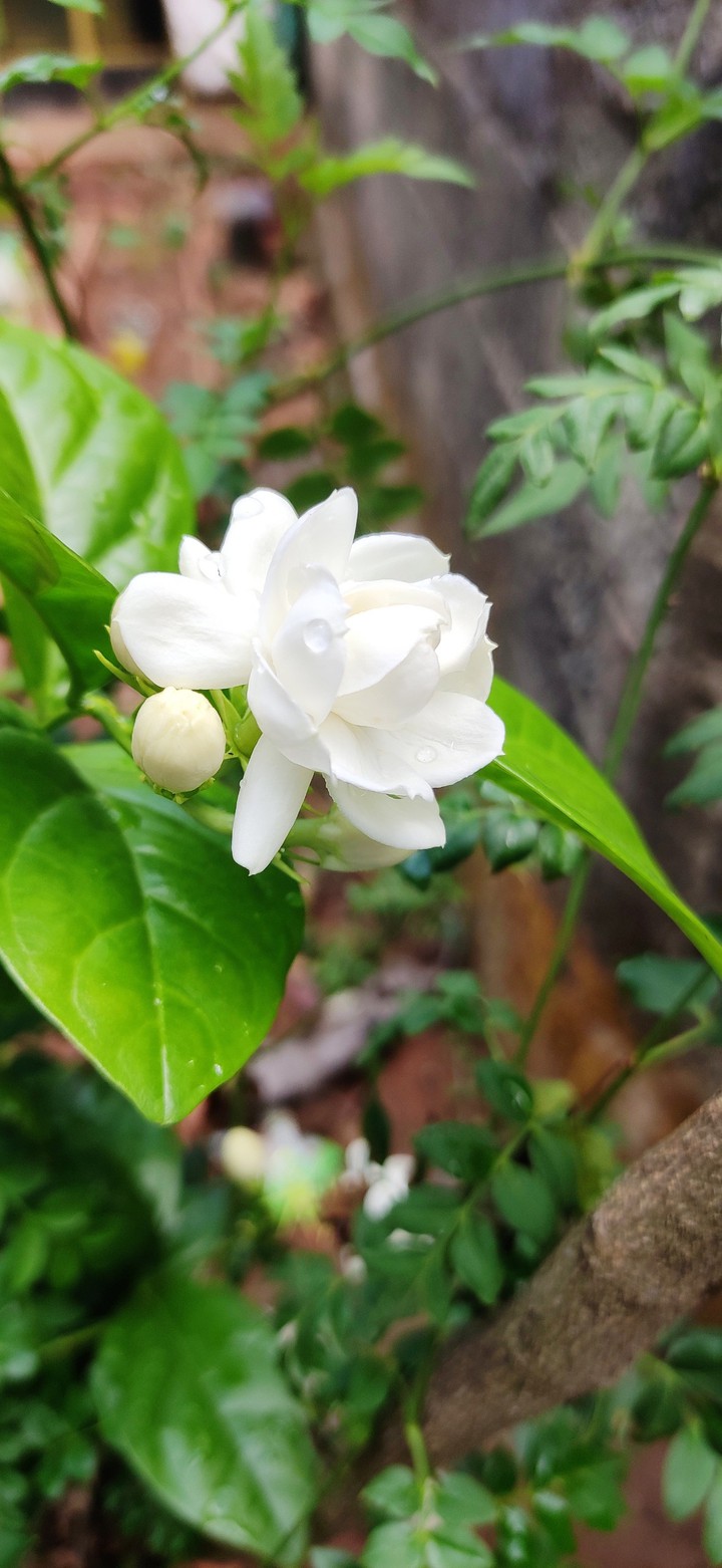 nature flower
