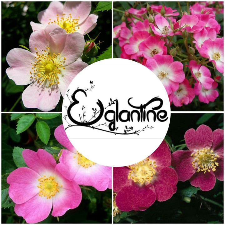 Eglantine Rose
