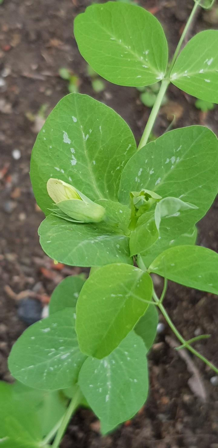 Flowering peas