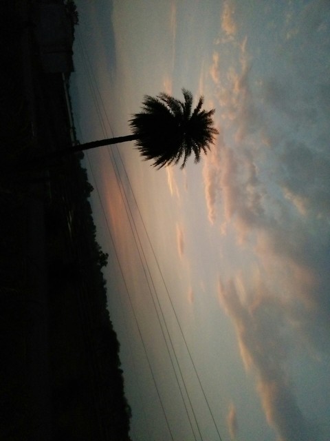 tree