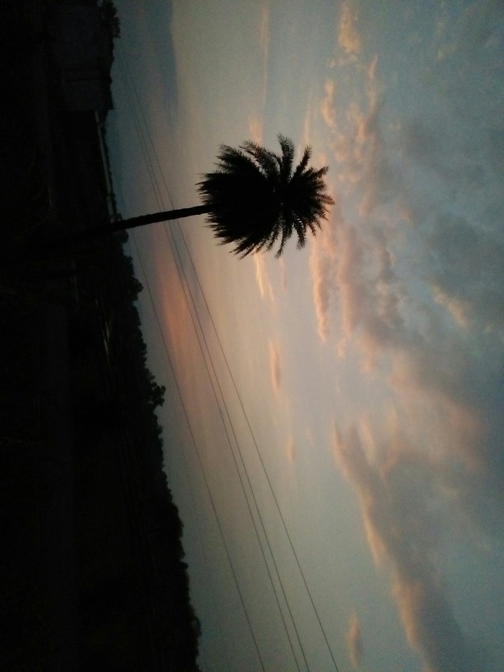 tree