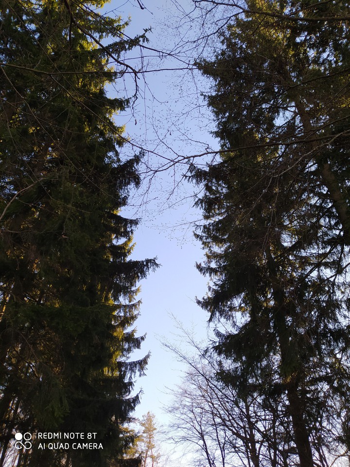trees