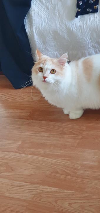 cat