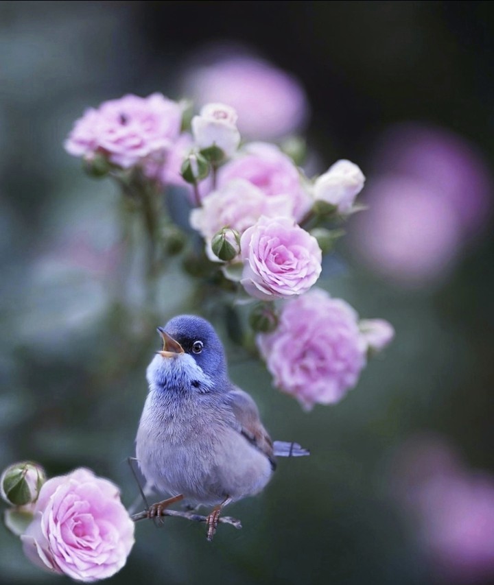 Spring