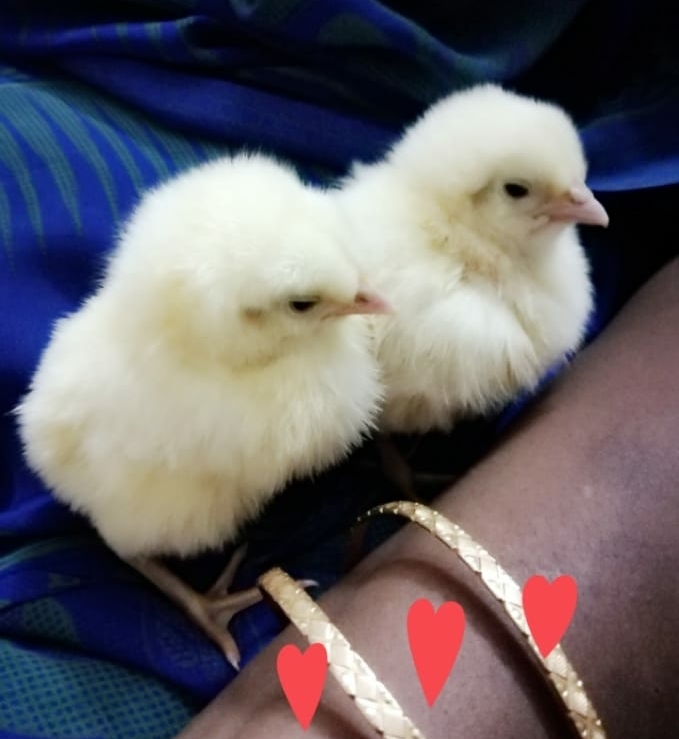 cute